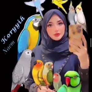 لبيع الببغاوات الاليفه 