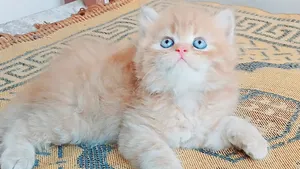 ‏أخرى‏4
