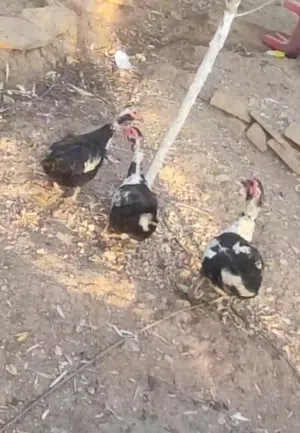 بط بلدي مسكوف و بط شرشيري للبيع