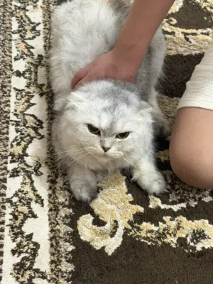 للبيع قطط عدد 7