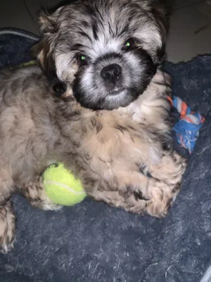 Shih tzu Female