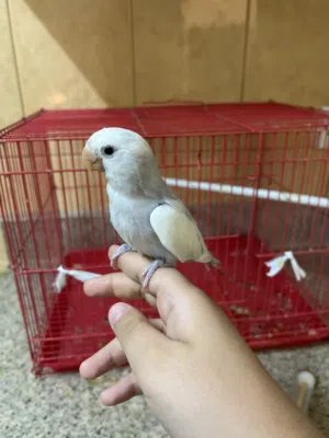 لاف بيرد للبيع