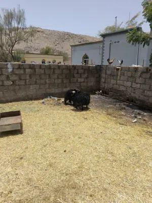 للبيع كبشان عمانيات اصل