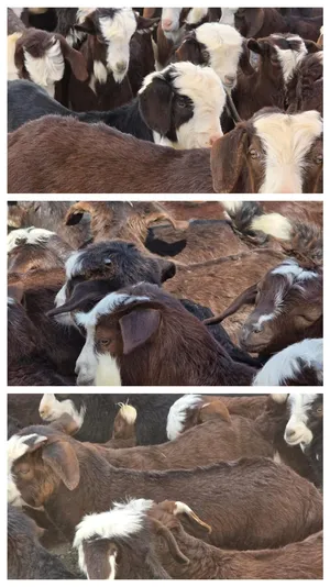 تيوس وسخلات محلية