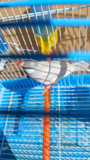زيبرا كبير للبيع عصفور فقط