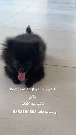 كلب  Pomeranian العمر 6 شهور