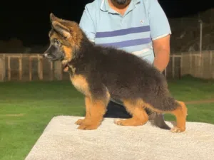 German Shepherd puppies, long hair, 3 months old جراء كلب الراعي الألماني، شعر طويل