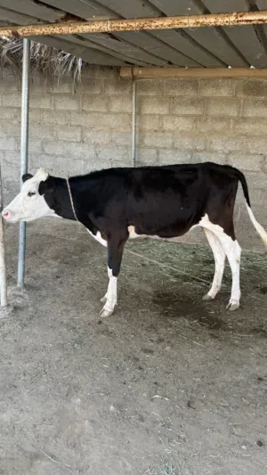 بقره نمساوي ظفاري