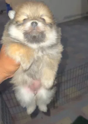 بومارينيان