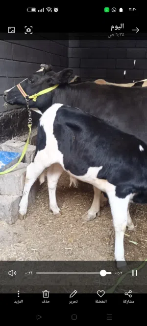 هايشه للبيع حلابه اقرا الوصف