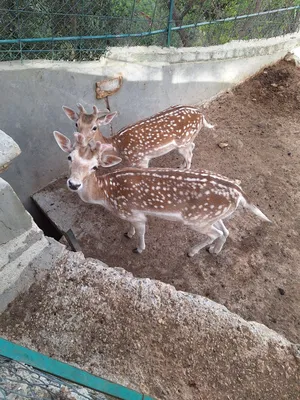 ‏غزلان‏0