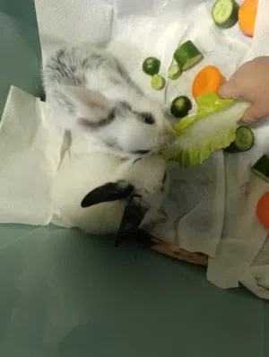 ارانب وطيور للبيع