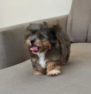 Blue merle Mini Doodle