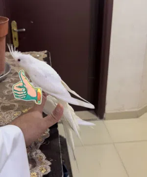 للبيع كروان ربوة ابيض البينو
