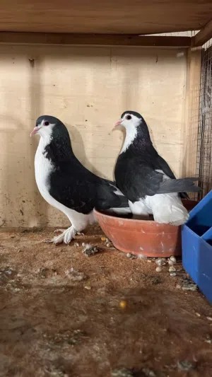 شيرازي منتج