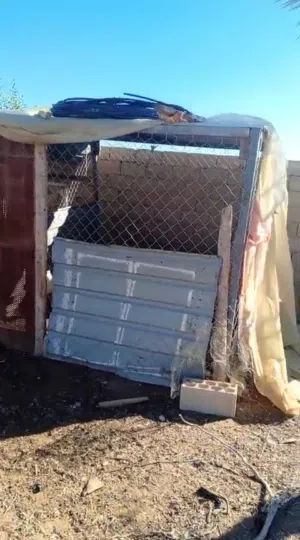 خم دجاج  و حلال معرش زينكو