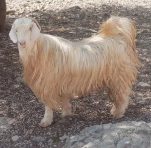 جدي مخصاي عمر سنتين