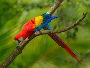 بيع جميع انواع الببغوات و شراء في افضل الاسعار في الاردن