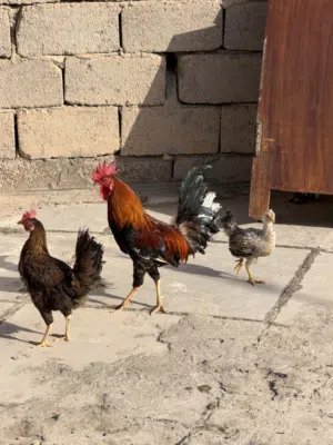ديج شمسي ودجاج عرب ب 35الف