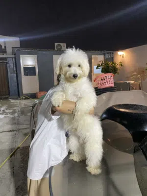 SCAMMER STAY AWAY!! FOR SERIOUS BUYERS ONLY!!