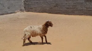 خروف وطني ربي يبارك سليم من العيوب والامراض العمر 7شهور..