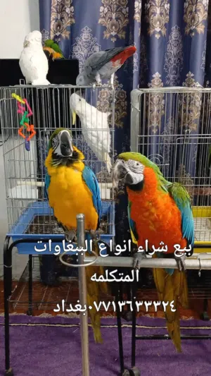 ملك الطيور الناطقه 