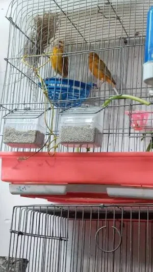 كنار مشامشه مشوش