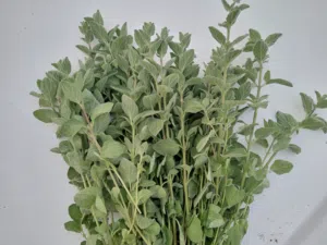 زعتر اخضر  معطش