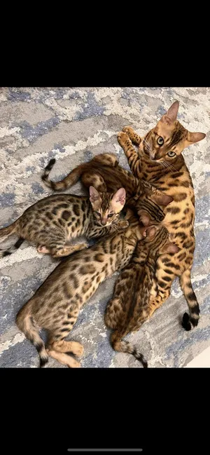 Bengal Male and Female