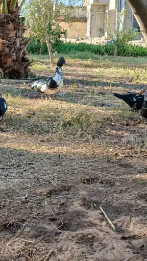 بط عربي البيع