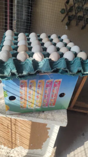 طبقة بيض كويتي