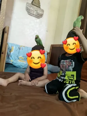 ‏طيور‏2