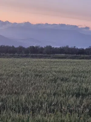 Farm Land for Sale in Irbid Umm Qais