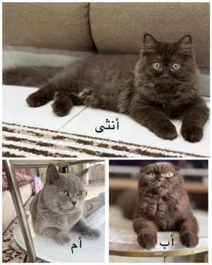 كتن تشوكت و ليلك سكوتش فولد scottish fold chocolate and lilac kittens