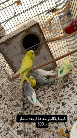 عصافير للبيع