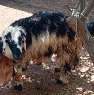 كبش للبيع بحاله جيده 160 كبش كبير ماشاء قابل للتفاوض في حدود المعقول