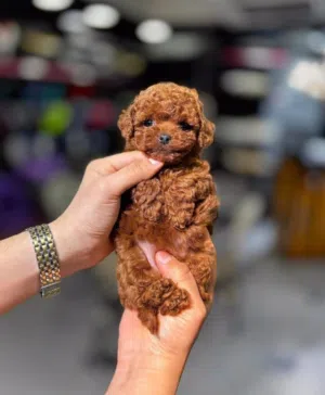 korean toy poodle T_cup جراء توي بودل كوري تيكب اصغر حجم
