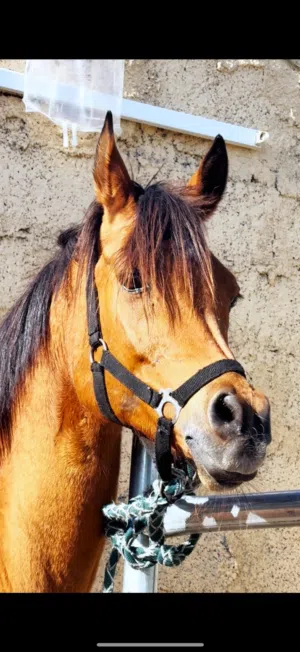 فرس عربية سلالة جمال