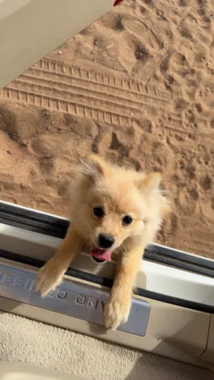 كلب برومانين