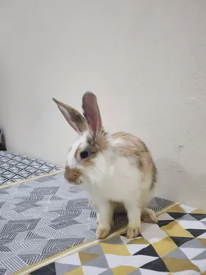 Rabbits0