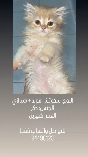 للبيع قطط كيتن