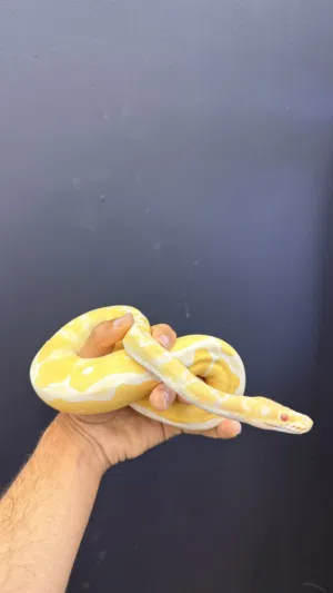 High contrast albino clown ball python