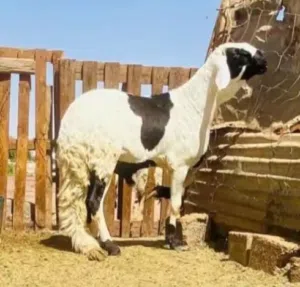 عبدالرحمن بوشعاله 