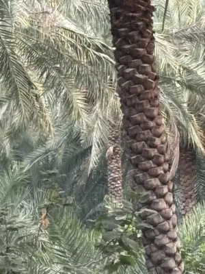 طعام للمواشي للبيع