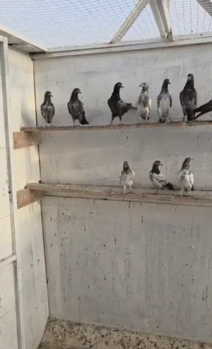 للبيع حمام باكستاني