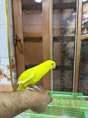 ببغاء دره أليف للبيع مخلف