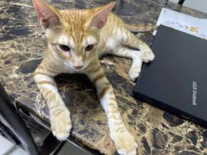 Cat for Adoption