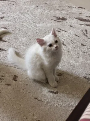 3 Months Old Siberian Kitten (female)