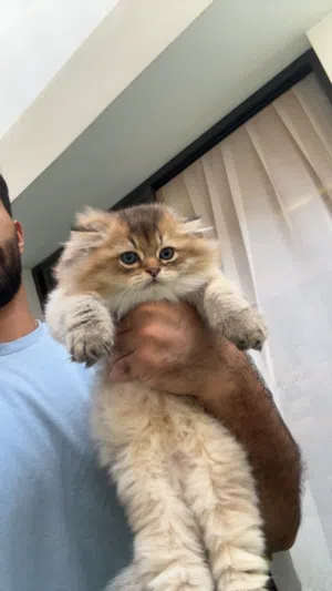 سكوتش للبيع