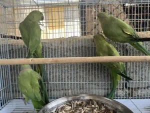 ازواج دره الاخضر منتج